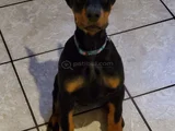 Doberman Yavrular