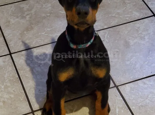 Doberman Yavrular görsel