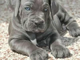 CANE CORSO