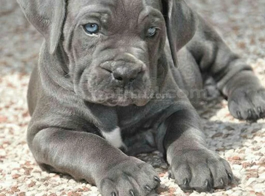 Cane Corso