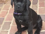 Cane Corso