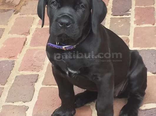 Cane Corso görsel