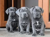 Cane Corso