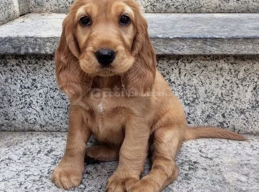 Cocker Yavrular görsel