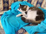 4 aylık renkli ve 15 aylık siyah beyaz Tekir