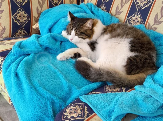 4 Aylık Renkli Ve 15 Aylık Siyah Beyaz Tekir