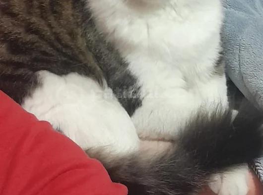 4 Aylık Renkli Ve 15 Aylık Siyah Beyaz Tekir görsel