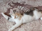 4 Aylık Renkli Ve 15 Aylık Siyah Beyaz Tekir