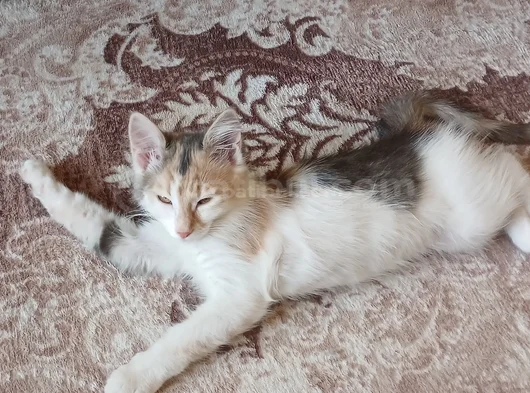 4 Aylık Renkli Ve 15 Aylık Siyah Beyaz Tekir görsel