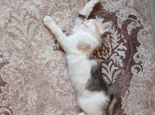 4 Aylık Renkli Ve 15 Aylık Siyah Beyaz Tekir görsel