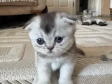 Bembeyaz Eğik Kulaklı Yavrularım