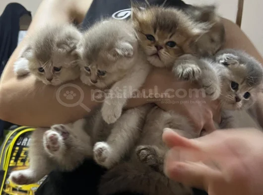 Golden Aşırı Cins Eğik Kulaklı Yavrukrım