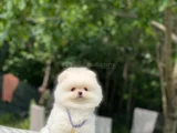Peluş Oyuncak Pomeranian Yavrular