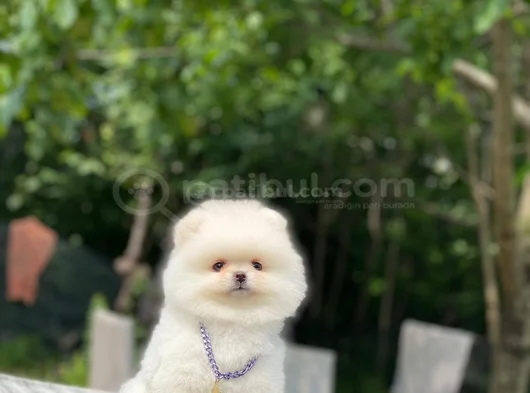 Peluş Oyuncak Pomeranian Yavrular görsel