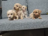 Poodle Kalitesinde Minyatür Minnaklarım