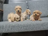 Poodle kalitesinde minyatür minnaklarım
