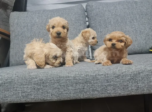 Poodle Kalitesinde Minyatür Minnaklarım