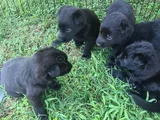 Akkuş Üreti̇m Çi̇ftli̇ği̇nden Black Soli̇d Alman Kurdu Yavrulari