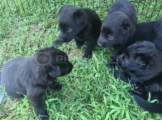 Akkuş Üreti̇m Çi̇ftli̇ği̇nden Black Soli̇d Alman Kurdu Yavrulari görsel