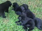 Akkuş Üreti̇m Çi̇ftli̇ği̇nden Black Soli̇d Alman Kurdu Yavrulari