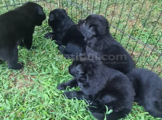 Akkuş Üreti̇m Çi̇ftli̇ği̇nden Black Soli̇d Alman Kurdu Yavrulari görsel