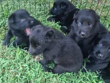 AKKUŞ ÜRETİM ÇİFTLİĞİNDEN BLACK SOLİD ALMAN KURDU YAVRULARI