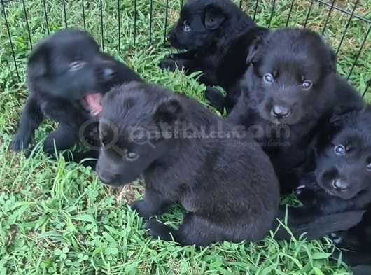 Akkuş Üreti̇m Çi̇ftli̇ği̇nden Black Soli̇d Alman Kurdu Yavrulari