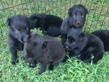 Akkuş Üreti̇m Çi̇ftli̇ği̇nden Black Soli̇d Alman Kurdu Yavrulari