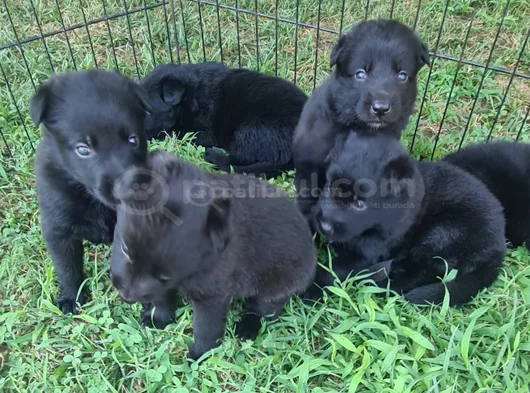 Akkuş Üreti̇m Çi̇ftli̇ği̇nden Black Soli̇d Alman Kurdu Yavrulari görsel