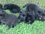 Akkuş Üreti̇m Çi̇ftli̇ği̇nden Black Soli̇d Alman Kurdu Yavrulari