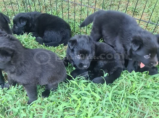Akkuş Üreti̇m Çi̇ftli̇ği̇nden Black Soli̇d Alman Kurdu Yavrulari görsel