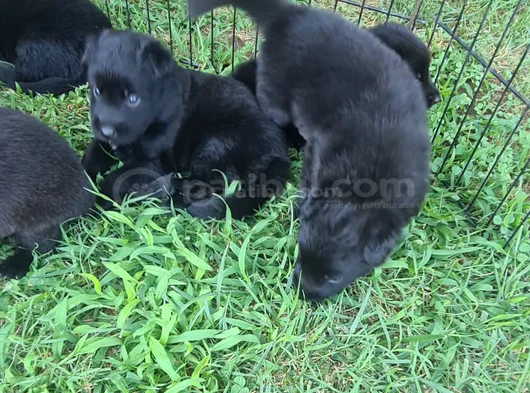 Akkuş Üreti̇m Çi̇ftli̇ği̇nden Black Soli̇d Alman Kurdu Yavrulari görsel