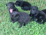 Akkuş Üreti̇m Çi̇ftli̇ği̇nden Black Soli̇d Alman Kurdu Yavrulari