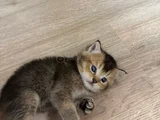 Safkan Oyuncu Golden Ve Beyaz Yavrularım