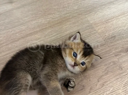 Safkan Oyuncu Golden Ve Beyaz Yavrularım görsel