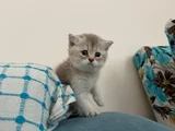 Safkan Oyuncu Golden Ve Beyaz Yavrularım