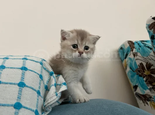 Safkan Oyuncu Golden Ve Beyaz Yavrularım görsel