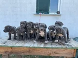 Safkan mavi göz blue cane corso yavrular