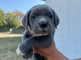 Safkan Mavi Göz Blue Cane Corso Yavrular