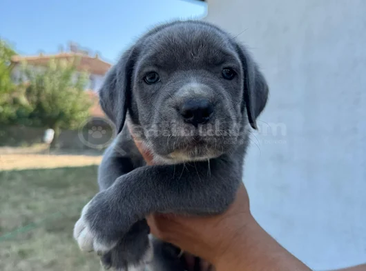 Safkan Mavi Göz Blue Cane Corso Yavrular görsel
