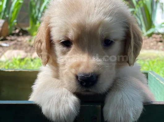 ÜST KALİTE GOLDEN RETRIEVER MİNNOŞLAR