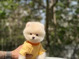 Bebek Yüzlü Ufak Boy Boo Yavru