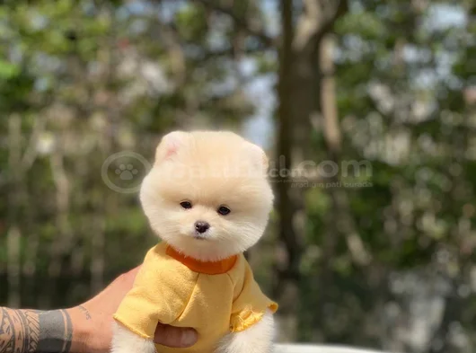 Bebek Yüzlü Ufak Boy Boo Yavru görsel