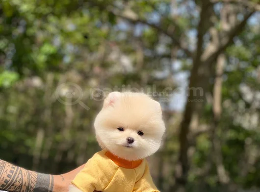 Bebek Yüzlü Ufak Boy Boo Yavru görsel