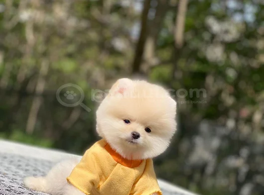 Bebek Yüzlü Ufak Boy Boo Yavru