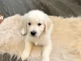 Üst Kali̇te Golden Retriever Mi̇nnoşlar