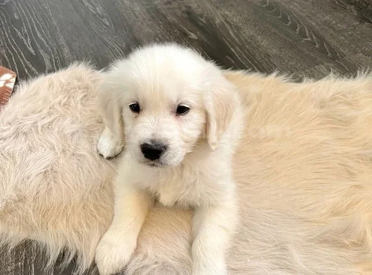 Üst Kali̇te Golden Retriever Mi̇nnoşlar görsel