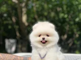 PELUŞ OYUNCAK POMERANIAN YAVRULAR