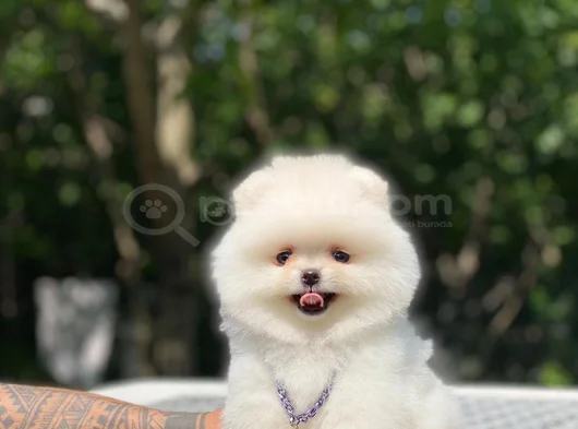 Peluş Oyuncak Pomeranian Yavrular