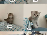 Golden Aşırı Cins Eğik Kulaklı Yavrukrım